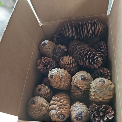 Pine Cones  Real All Natural Pinecones (Unscented) - 18-22 various sizes