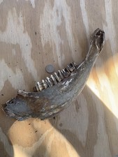 Fossilized Bison Jaw/teeth
