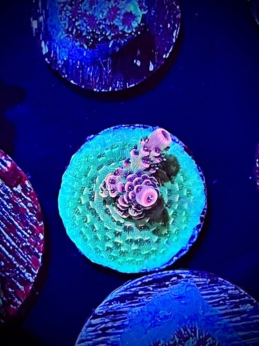 Candy shop acro Moving sale! CK Wysiwyg live coral frag