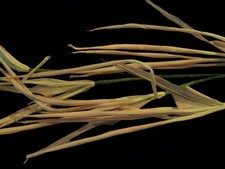 Vintage Millinery Flower Spider Orchid Light Pink Wild  Hat Wedding Hair Y141