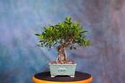 'Tiger Bark' Ficus Bonsai Tree! Thick Trunk! Aerial Roots!