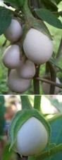 Eierbaum Tomatenbaum reich tragende Bäume immergrün schnellwüchsig Topfpflanzen