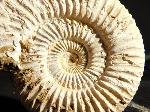LARGER! White Ribbed AMMONITE Fossil 100% Natural with Stand Madagascar 133gr - Picture 5 of 14