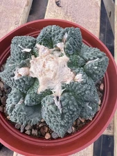 Ario - Godzilla  (Highly Textured) - On Hidden Graft Super Sale!!