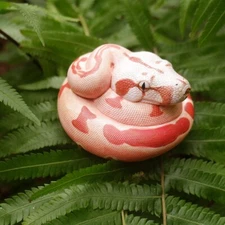 Animal Heavenly Body Hypo Fire morph Boa constrictor Snake Statue
