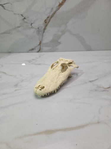 Alligator Skull Top, No Bottom Jaw 8.25"
