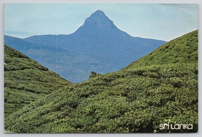 Adam's Peak Sri Lanka Postcard - Ceylon Tea Plantations