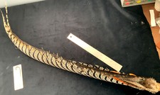 Lady Amherst's  Pheasant feathers