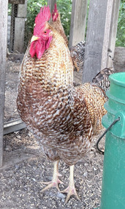 12+ Bielefelder Hatching Eggs 