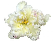 African Violet Plant - LE Zolotaya Khrizantema (Golden Chrysanthemum) - Std