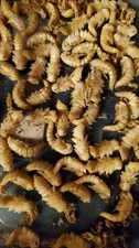 Superworm beetle pupa x30 for starter superworm colony