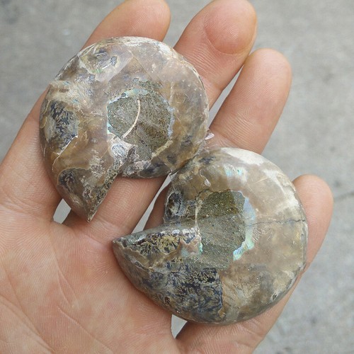 Half Cut Natural Ammonite Shell Fossil Healing Mineral Specimen Reiki Collection - Picture 4 of 10