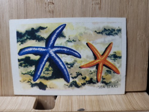 Shell Project Cards SHELLS FISH & CORAL🏆#120 SEA STARS 1960's Card | eBay