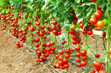 120 Early Cascade Tomato Seeds - Heirloom - Organic - NON GMO ------------ RARE