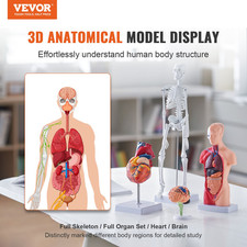 VEVOR Human Anatomy Models Bundle Set, Brain, Human Torso Body, Heart, Skeleton