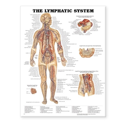 The Lymphatic System Anatomical by Anatomical Chart Company POSTER / WALLCHART - Image 2