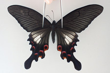 Butterflies for collectors | Butterfly taxidermy