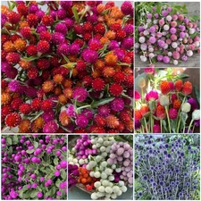 1000+ Globe Amaranth Seeds for Planting - Globe Amaranth Gomfrena Pompom Flow...