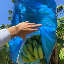Banana Bunch Protection Cover x 5 - Banana Ripening Bag SQ
