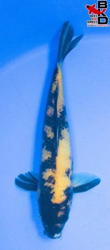 12" KI UTSURI Live Koi Fish Garden Pond BKD 4/17