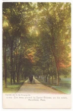Marshfield Massachusetts Daniel Webster Estate Elm Trees  Antique Postcard #792