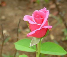 20 SEEDS for CLASSIC FUCHSIA PINK tea Rose flower Bush exotic plant USA Seller