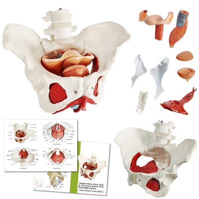 Female Pelvis Model with Pelvic Floor Muscles Perineal Model Female Anatomy M...