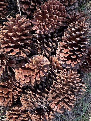 25 PINE TREE CONES MEDIUM LARGE SIZE APPROX  5-6.5 Inch NATURAL NEW