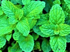 BEAUTIFUL  Lemon Balm Seeds NON-GMO 100+ SEEDS BUY 4 ITEMS FREE SHIPPING