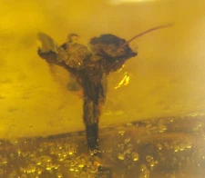 Ancient Blooming Flower with Variety of Insects in Dominican Amber Fossil