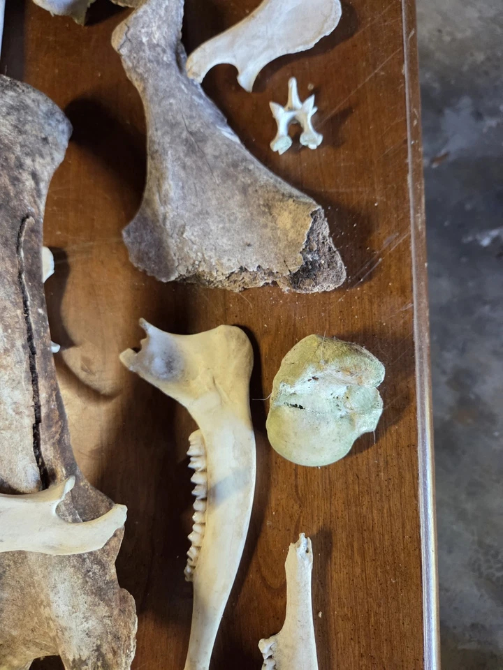 Grande Lote de Fósseis de Animais Reais Veados Bovinos Pacote Mistério Colecionador de Ossos Mandíbula Assustadora - Imagem 3 de 4