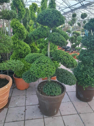 Pflanzen, Sämereien & Blumenzwiebeln für gemäßigtes Klima