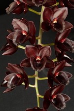 Fdk. Alexa's Raspberries 'SVO' HCC/AOS Stunning Original Catasetum Division