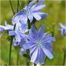 Antler Chicory Wildflower Seeds (Cichorium Intybus), 1 Pound 28.19 per gallon