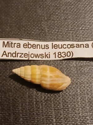 Mitra ebenus leucosana ( Andrzejowski 1830)Miocene, Badenian, Łychów Poland Łyc8