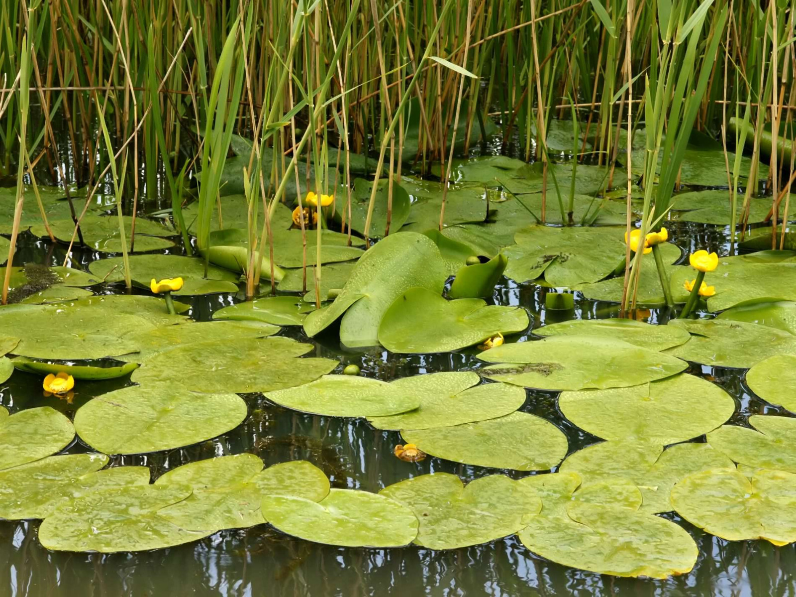 Brandy Bottle Lily Nuphar Luteum LIVE Water Lake Pond Plant Aquatic