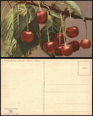 Ansichtskarte  Botanik Prunus Cerasus Kirsche Cherry Photochromie 1919