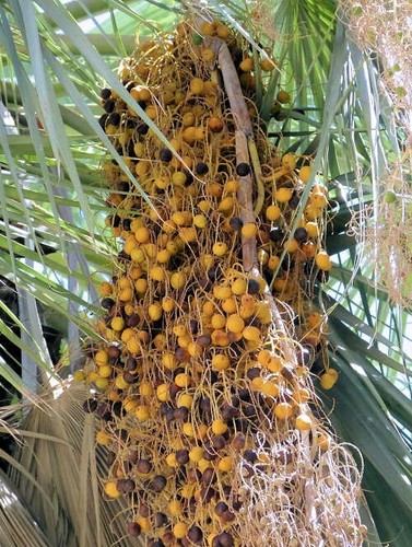 Brahea Armata Blue Hesper Palm Tree (1 Seedling) 1.5 Years 10 - 12 Inches Tall - Picture 5 of 7