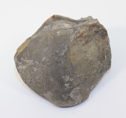 Brachiopode, Eodmitria oblivialis grandis, Devon, Frasne, Stolberg, BRD -i649 - Bild 2 von 7