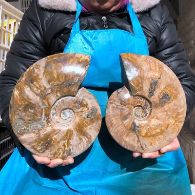 8.07LB 2pc Natural Tentacle Ammonite FossilSpecimen Shell Healing Madagascar