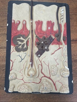 Vintage Anatomical Human Skin 3-D Model Stansi Scientific Co. Chicago 22 