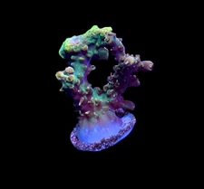 WYSIWYG Princess Peach ACropora