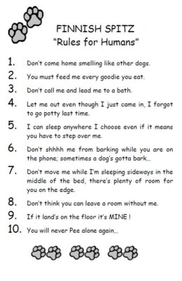 Finnish Spitz ''Rules for Humans'' - CUSTOM MATTED - Dog Art Print : GIFT