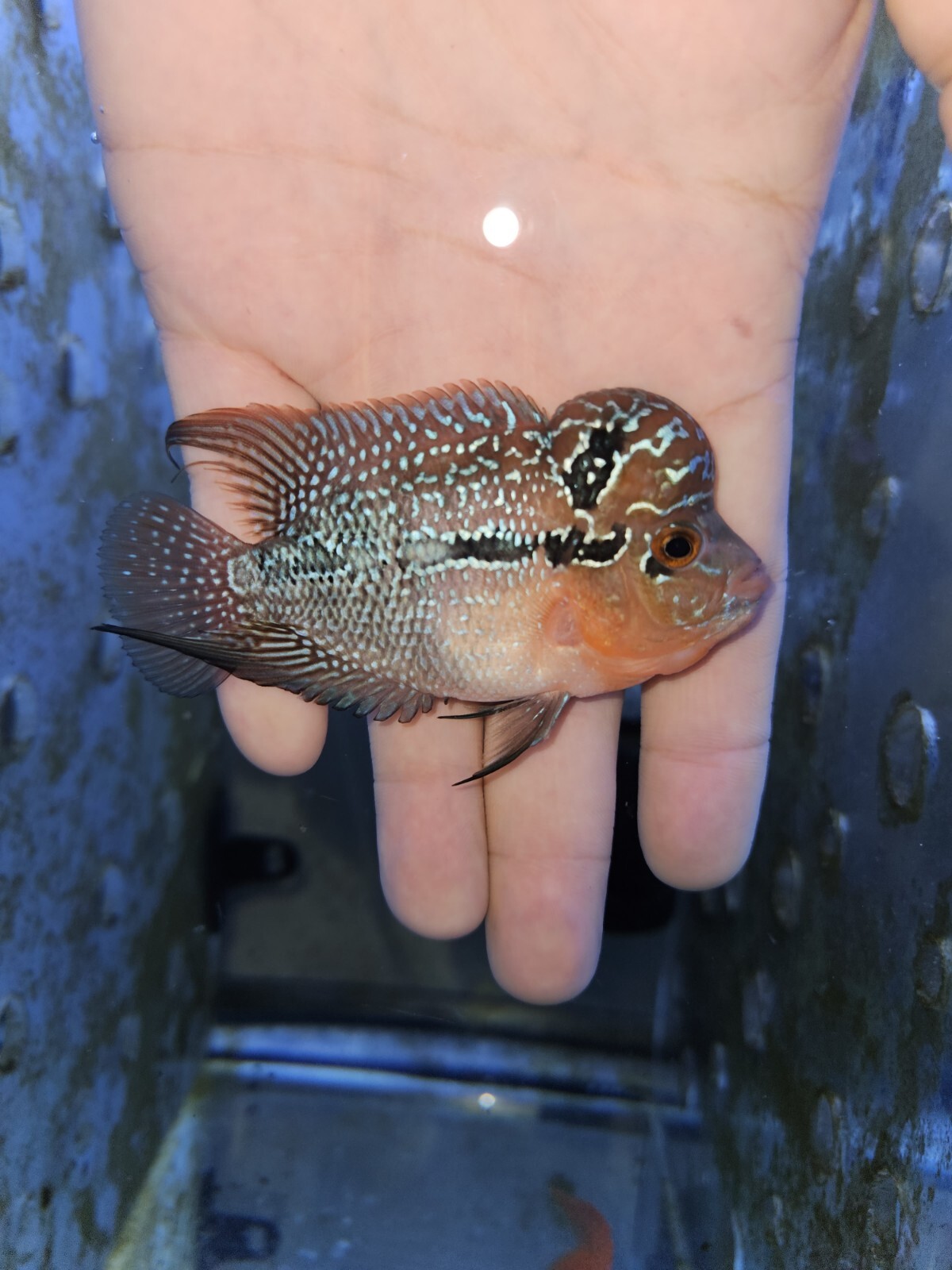 Flowerhorn Srd 3in Grade AA+ eBay
