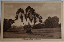 Singapore Travellers Palm Vintage B&W Postcard UNP