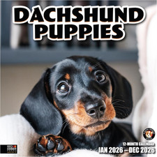 Select - Dachshund Puppies 2026 Wall Calendar 12 Month  12" x 24" Open  Thick