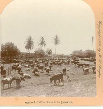 Wsa4285 Keystone 9991 Cattle Ranch Jamaica D