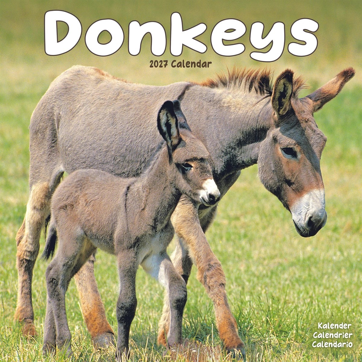 Donkeys W Avonsi Avonside Publishing - Image 6
