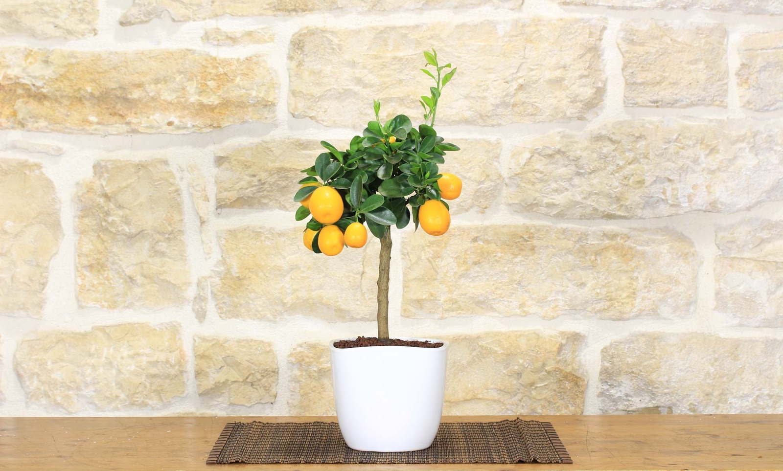 Bonsai di Kumquat in vaso quadrato