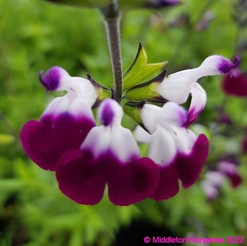 Salvia greggii Amethyst Lip Dyspurp Lip Series Green Foliage Purple/White Flower - Picture 2 of 6